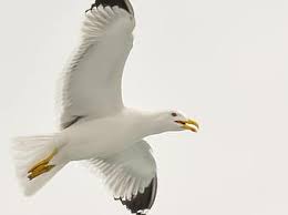 A white bird with a yellow beak Description automatically generated with low confidence